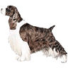 PHPBB dogs avatars 2-2005.01.03 : English Springer Spaniel