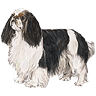 PHPBB dogs avatars 2-2005.01.03 : English Toy Spaniel