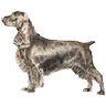 PHPBB dogs avatars 2-2005.01.03 : Field Spaniel