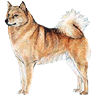 PHPBB dogs avatars 2-2005.01.03 : Finnish Spitz