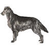 PHPBB dogs avatars 2-2005.01.03 : Flat-Coated Retriever