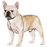 PHPBB dogs avatars 2-2005.01.03 : French Bulldog