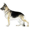 PHPBB dogs avatars 2-2005.01.03 : German Shepherd Dog