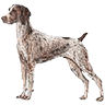 PHPBB dogs avatars 2-2005.01.03 : German Shorthaired Pointer