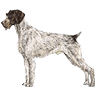 PHPBB dogs avatars 2-2005.01.03 : German Wirehaired Pointer