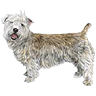 PHPBB dogs avatars 2-2005.01.03 : Glen of Imaal Terrier