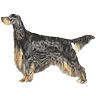 PHPBB dogs avatars 2-2005.01.03 : Gordon Setter