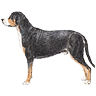 PHPBB dogs avatars 2-2005.01.03 : Greater Swiss Mountain Dog