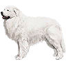 PHPBB dogs avatars 2-2005.01.03 : Great Pyrenees