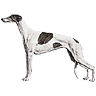 PHPBB dogs avatars 2-2005.01.03 : Greyhound