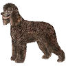 PHPBB dogs avatars 3-2005.01.03 : Irish Water Spaniel