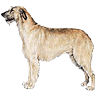 PHPBB dogs avatars 3-2005.01.03 : Irish Wolfhound