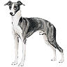 PHPBB dogs avatars 3-2005.01.03 : Italian Greyhound