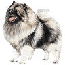 PHPBB dogs avatars 3-2005.01.03 : Keeshond