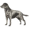 PHPBB dogs avatars 3-2005.01.03 : Labrador Retriever