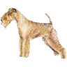 PHPBB dogs avatars 3-2005.01.03 : Lakeland Terrier