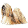 PHPBB dogs avatars 3-2005.01.03 : Lhasa Apso