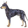 PHPBB dogs avatars 3-2005.01.03 : Manchester Terrier