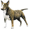 PHPBB dogs avatars 3-2005.01.03 : Miniature Bull Terrier