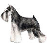 PHPBB dogs avatars 3-2005.01.03 : Miniature Schnauzer