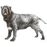 PHPBB dogs avatars 3-2005.01.03 : Neapolitan Mastiff