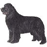 PHPBB dogs avatars 3-2005.01.03 : Newfoundland