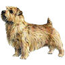 PHPBB dogs avatars 3-2005.01.03 : Norfolk Terrier