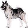 PHPBB dogs avatars 3-2005.01.03 : Norwegian Elkhound