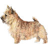 PHPBB dogs avatars 3-2005.01.03 : Norwich Terrier