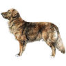 PHPBB dogs avatars 3-2005.01.03 : Nova Scotia Duck Tolling Retriever