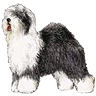 PHPBB dogs avatars 3-2005.01.03 : Old English Sheepdog