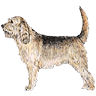 PHPBB dogs avatars 3-2005.01.03 : Otterhound