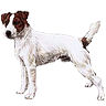 PHPBB dogs avatars 3-2005.01.03 : Parson Russell Terrier