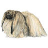 PHPBB dogs avatars 3-2005.01.03 : Pekingese