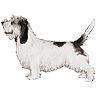 PHPBB dogs avatars 3-2005.01.03 : Petit Basset Griffon Vendeen