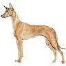 PHPBB dogs avatars 3-2005.01.03 : Pharaoh Hound