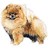 PHPBB dogs avatars 3-2005.01.03 : Pomeranian