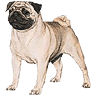 PHPBB dogs1 : Pug