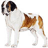 PHPBB dogs1 : Saint Bernard