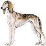 PHPBB dogs1 : Saluki