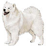 PHPBB dogs1 : Samoyed