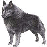 PHPBB dogs1 : Schipperke