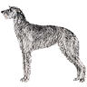 PHPBB dogs1 : Scottish Deerhound