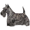 PHPBB dogs1 : Scottish Terrier