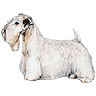 PHPBB dogs1 : Sealyham Terrier