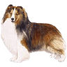 PHPBB dogs1 : Shetland Sheepdog