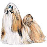 PHPBB dogs1 : Shih Tzu