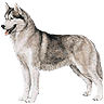 PHPBB dogs1 : Siberian Husky