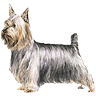 PHPBB dogs1 : Silky Terrier