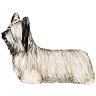 PHPBB dogs1 : Skye Terrier